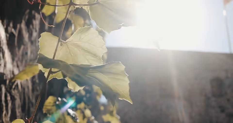 Sunlight moving through botanical leaves